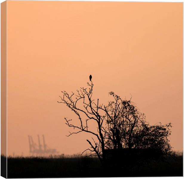  Oare at sunset Canvas Print by Ian Hufton