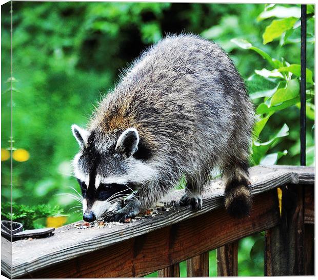  Raccoon Munching Canvas Print by james balzano, jr.