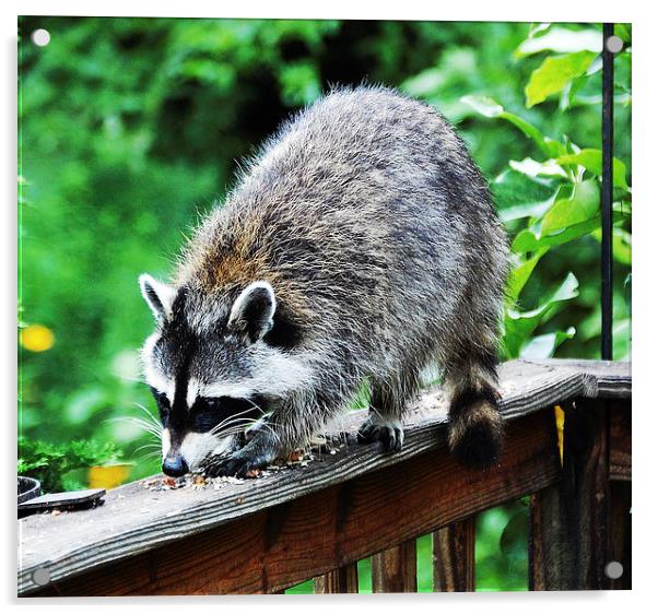  Raccoon Munching Acrylic by james balzano, jr.