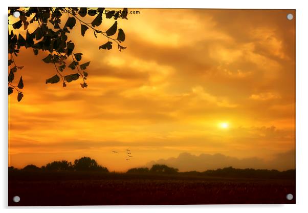 Sweet Sunset Acrylic by Tom York