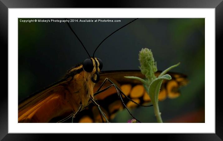  Butterfly Kiss Framed Mounted Print by rawshutterbug 