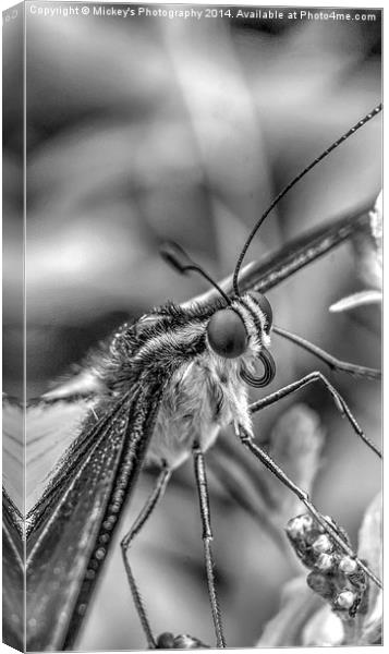  Butterfly Stare Canvas Print by rawshutterbug 