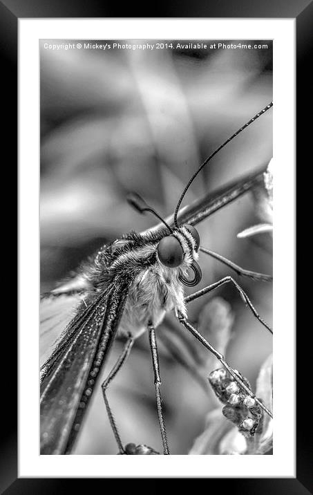  Butterfly Stare Framed Mounted Print by rawshutterbug 