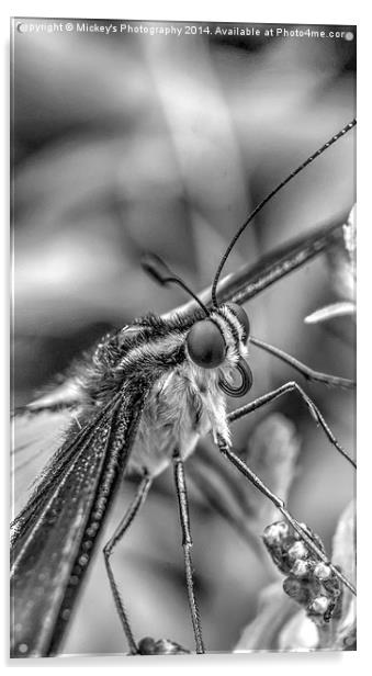  Butterfly Stare Acrylic by rawshutterbug 