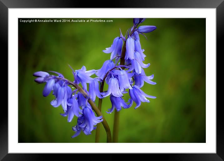  Bluebell Tears Framed Mounted Print by Annabelle Ward