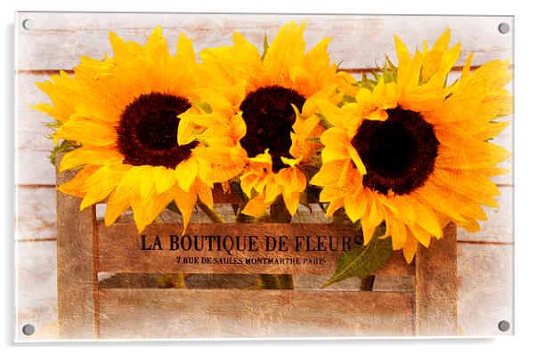  sunflowers Acrylic by sue davies