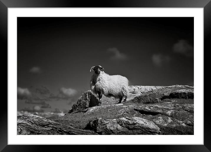  Isle of Harris sheep Framed Mounted Print by Scott Robertson