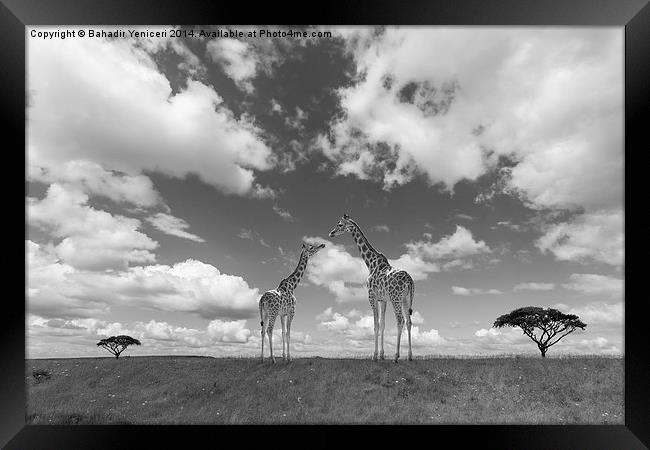  Giraffe  Framed Print by Bahadir Yeniceri