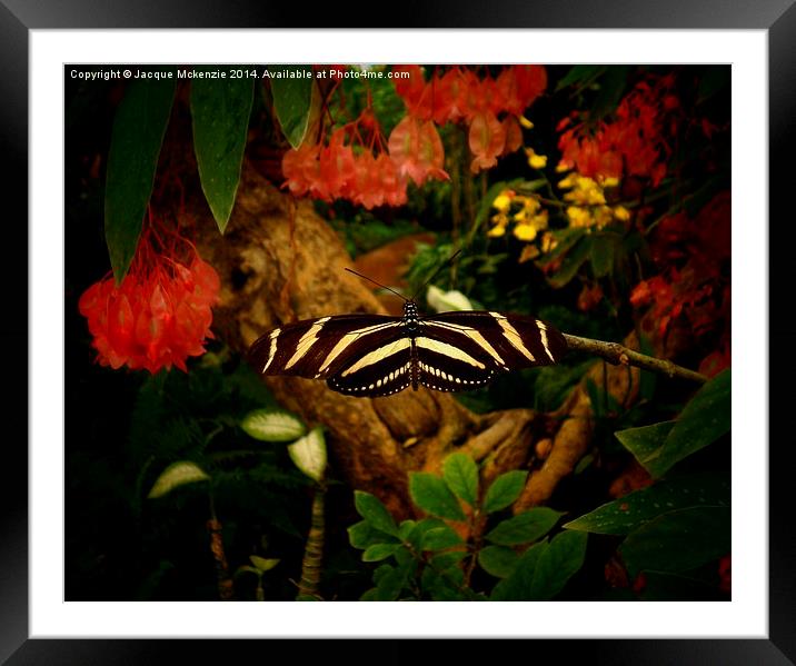  FAIRY TALE BUTTERFLY Framed Mounted Print by Jacque Mckenzie