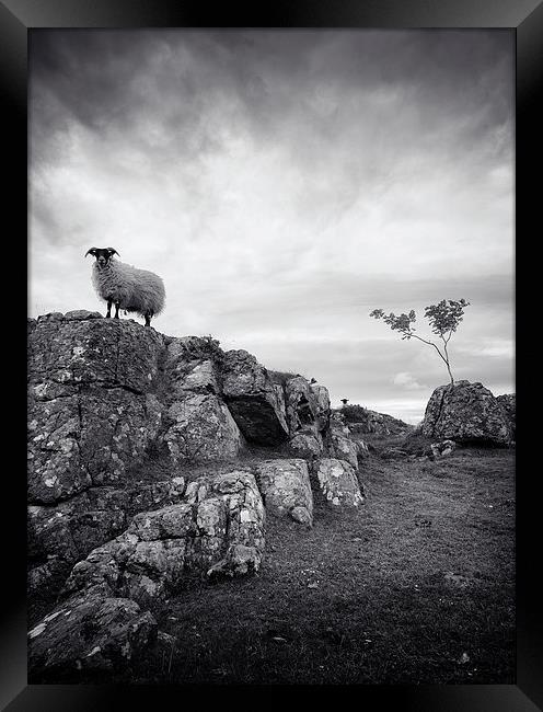  Sheep in mono Framed Print by Scott Robertson