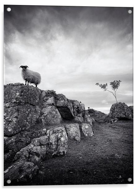  Sheep in mono Acrylic by Scott Robertson