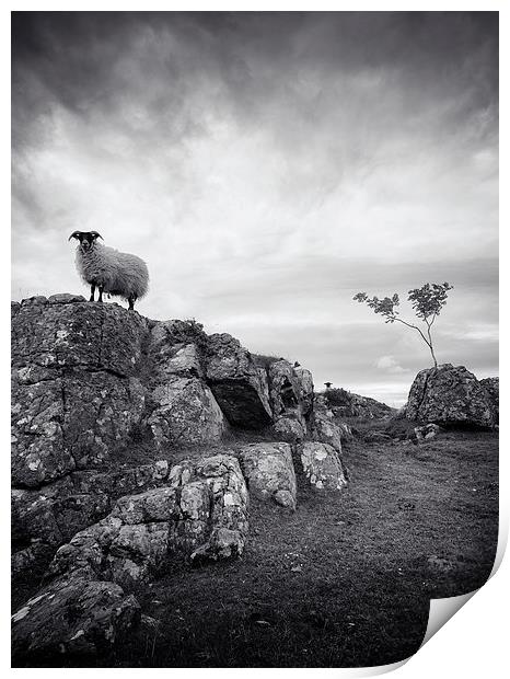  Sheep in mono Print by Scott Robertson