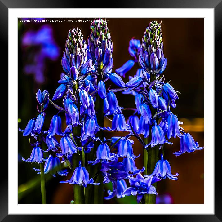 Variety of Bluebell Framed Mounted Print by colin chalkley
