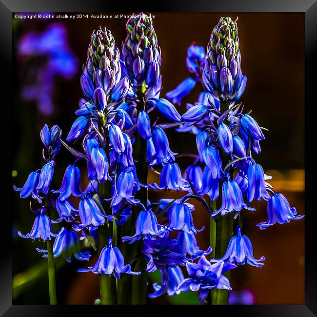 Variety of Bluebell Framed Print by colin chalkley