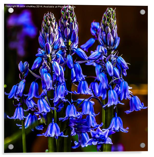 Variety of Bluebell Acrylic by colin chalkley