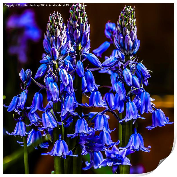 Variety of Bluebell Print by colin chalkley