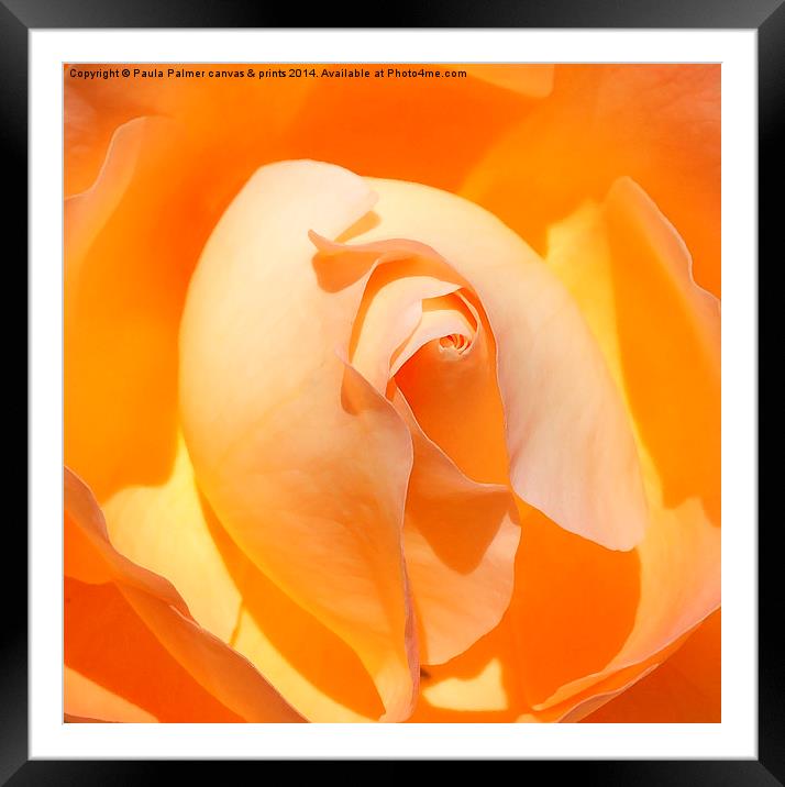  My peach rose flower Framed Mounted Print by Paula Palmer canvas