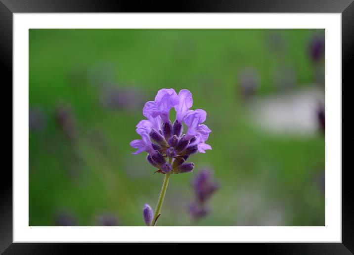  Lavender Framed Mounted Print by Alan Waters