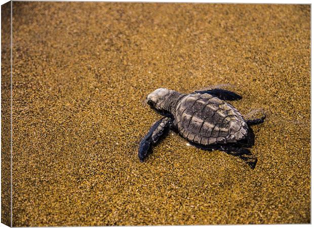  Sea Turtle Hatchling Canvas Print by Laura Kenny