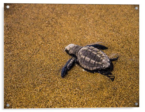  Sea Turtle Hatchling Acrylic by Laura Kenny