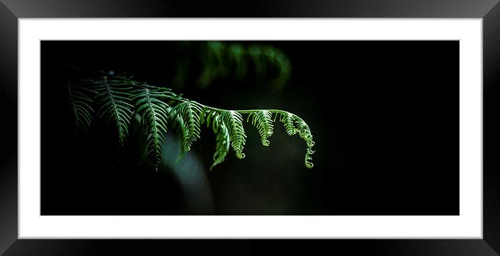 Fractal in Nature Framed Mounted Print by Douglas McMann