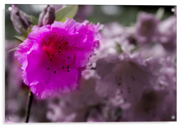 Summer Flower Acrylic by Levi Henley