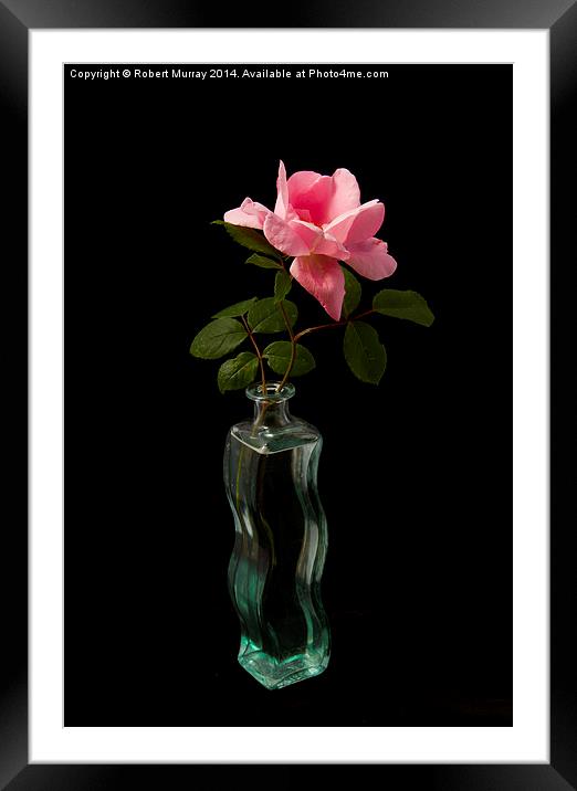  Rose in Bottle Framed Mounted Print by Robert Murray
