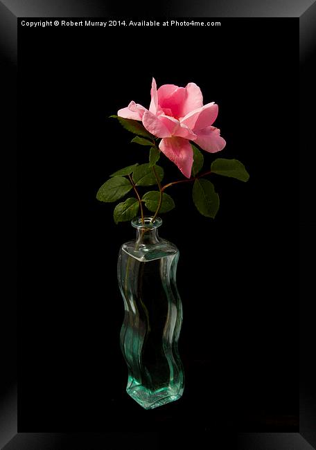  Rose in Bottle Framed Print by Robert Murray