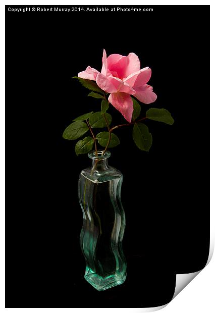  Rose in Bottle Print by Robert Murray