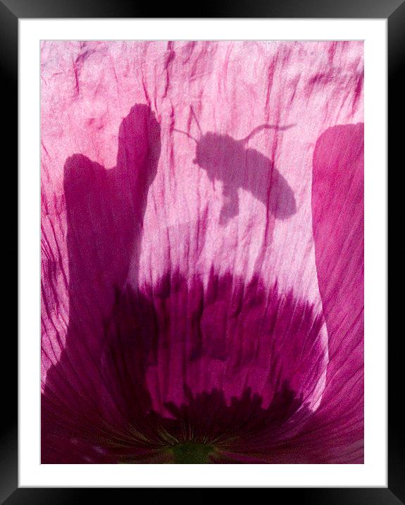 Bee in Poppy 2  Framed Mounted Print by Colin Tracy