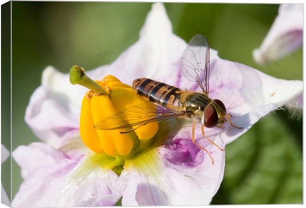  Hoverfly on Potato flower Canvas Print by Colin Tracy