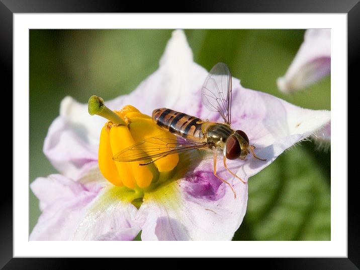  Hoverfly on Potato flower Framed Mounted Print by Colin Tracy