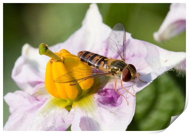  Hoverfly on Potato flower Print by Colin Tracy
