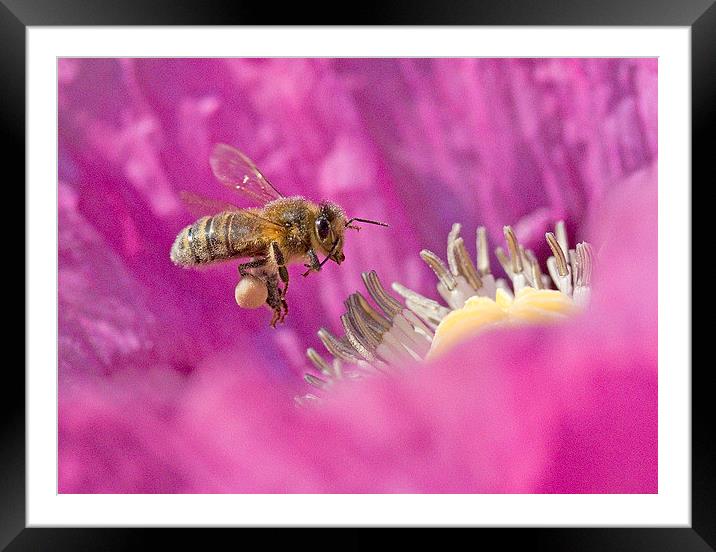 Flying Bee Nectar-Bound Framed Mounted Print by Colin Tracy