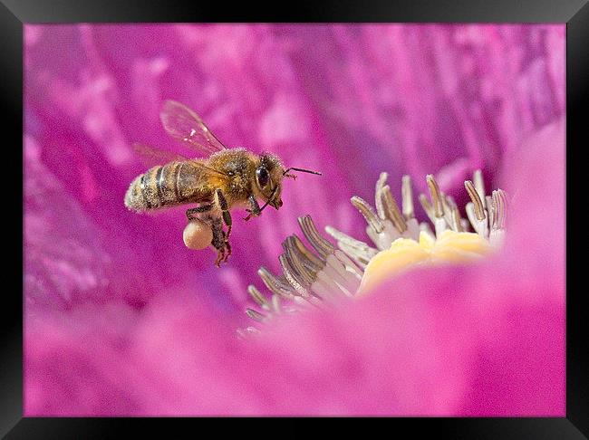  Flying Bee Nectar-Bound Framed Print by Colin Tracy