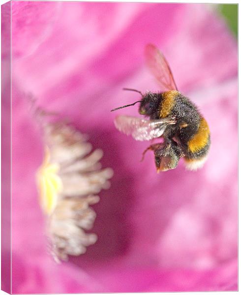 Bumble Bee Arriving   Canvas Print by Colin Tracy