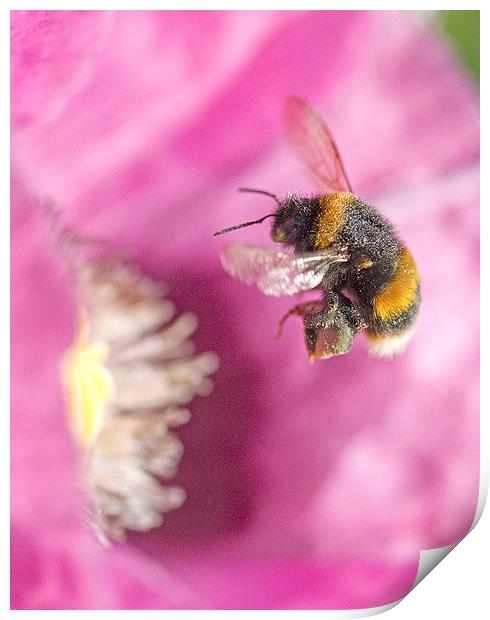 Bumble Bee Arriving   Print by Colin Tracy