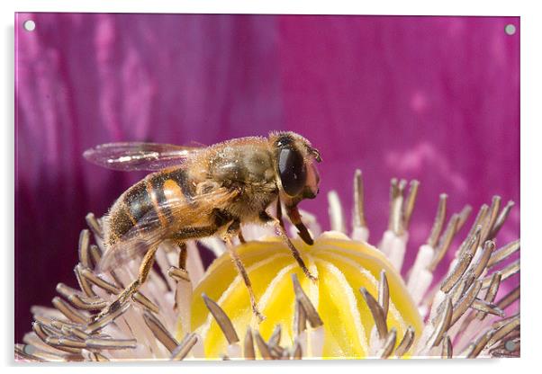  Hoverfly  Feeding on Poppy Nectar Acrylic by Colin Tracy