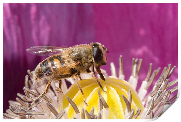  Hoverfly  Feeding on Poppy Nectar Print by Colin Tracy