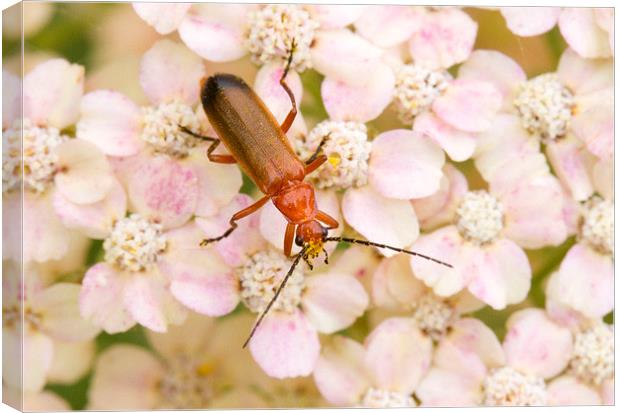 Soldier Beetle on Hydrangea  Canvas Print by Colin Tracy