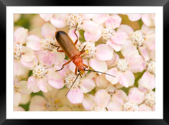 Soldier Beetle on Hydrangea  Framed Mounted Print by Colin Tracy