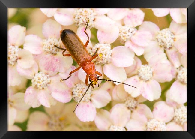 Soldier Beetle on Hydrangea  Framed Print by Colin Tracy