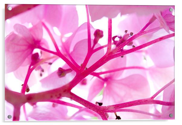  Hydrangea Flower Acrylic by Colin Tracy
