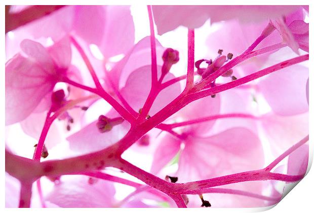 Hydrangea Flower Print by Colin Tracy
