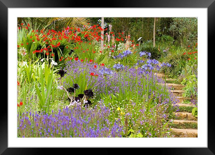 Abbotsbury Sub-Tropical Gardens  Framed Mounted Print by Colin Tracy
