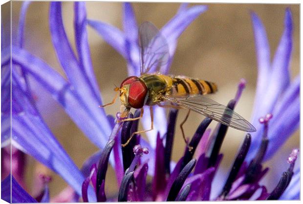  Hoverfly on Perennial Cornflower Canvas Print by Colin Tracy