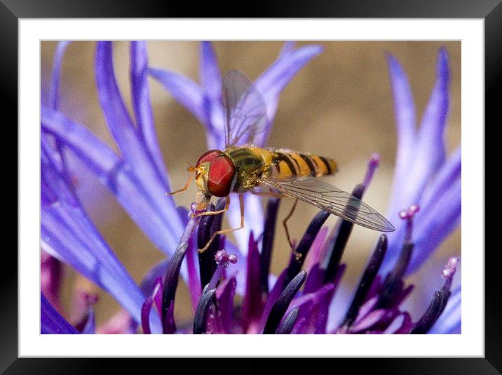  Hoverfly on Perennial Cornflower Framed Mounted Print by Colin Tracy
