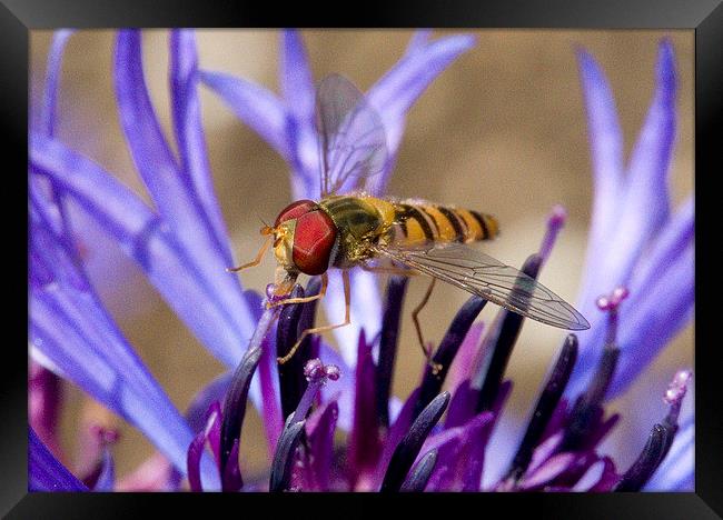  Hoverfly on Perennial Cornflower Framed Print by Colin Tracy