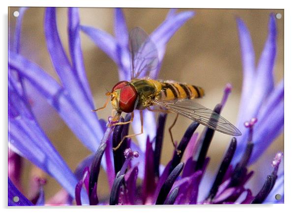  Hoverfly on Perennial Cornflower Acrylic by Colin Tracy