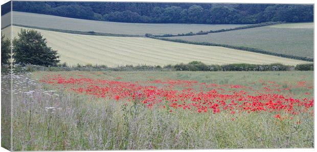  Poppies near Bere Regis, Dorset, UK Canvas Print by Colin Tracy